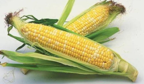 补充水分可以促进玉米根系对氮的