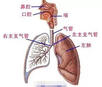呼吸系统预防及治疗